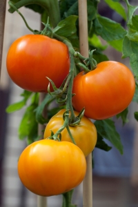 Tomato 'Persimmon', grown by MIchael Connolly at Rolestown Garden Centre © Jane Powers